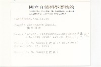 桃葉珊瑚藏品圖，第2張