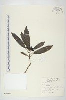 桃葉珊瑚藏品圖，第1張