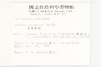 桃葉珊瑚藏品圖，第2張