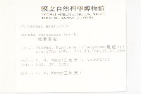 桃葉珊瑚藏品圖，第2張