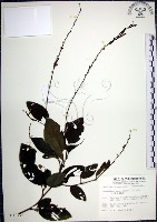 大葉山螞蝗藏品圖，第1張