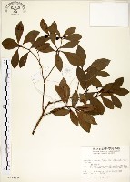 恆春楨楠藏品圖，第1張