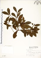 恆春楨楠藏品圖，第1張