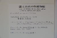 珊瑚樹藏品圖，第2張