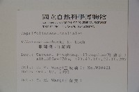 珊瑚樹藏品圖，第2張