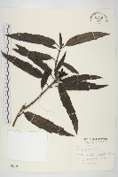 桃葉珊瑚藏品圖，第1張