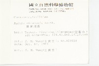 桃葉珊瑚藏品圖，第2張