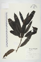 桃葉珊瑚藏品圖，第1張