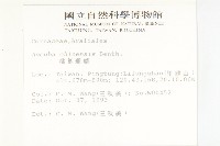 桃葉珊瑚藏品圖，第2張