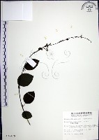 大葉山螞蝗藏品圖，第1張