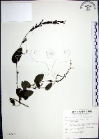 大葉山螞蝗藏品圖，第1張