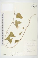 吊鐘藤藏品圖，第1張