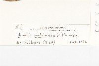 吊鐘藤藏品圖，第3張