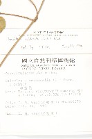 吊鐘藤藏品圖，第2張