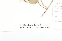 吊鐘藤藏品圖，第3張