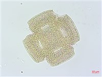 吊鐘藤藏品圖，第2張