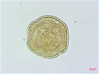 吊鐘藤藏品圖，第3張