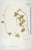 吊鐘藤藏品圖，第1張