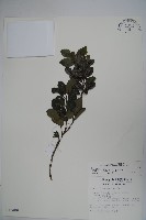 倒卵葉冬青、金平氏冬青藏品圖，第1張