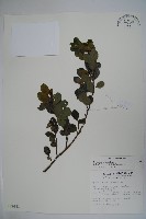 倒卵葉冬青、金平氏冬青藏品圖，第1張