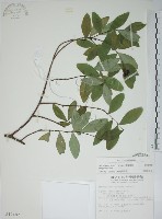 南嶺蕘花藏品圖，第1張