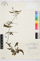 臺灣鐵線蓮藏品圖，第1張