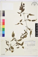 臺灣鐵線蓮藏品圖，第1張