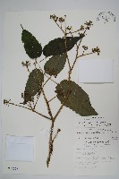 長刺蔥木藏品圖，第1張