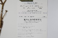 長刺蔥木藏品圖，第2張