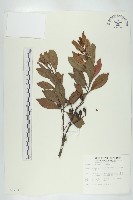 杜英、山杜英、蘭嶼杜英藏品圖，第1張