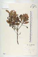 杜英、山杜英、蘭嶼杜英藏品圖，第1張