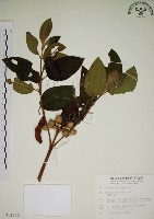 野牡丹藏品圖，第1張