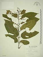 巒大雀梅藤藏品圖，第1張