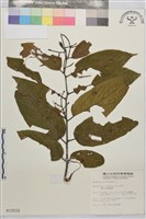 巒大雀梅藤藏品圖，第2張