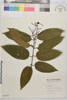 巒大雀梅藤藏品圖，第2張