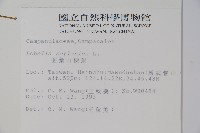 圓葉山梗菜藏品圖，第2張