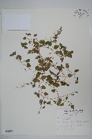 圓葉山梗菜藏品圖，第1張