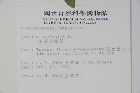 圓葉山梗菜藏品圖，第2張