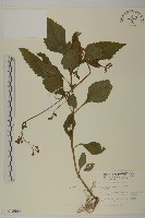 下田菊藏品圖，第1張