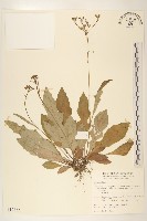 刀傷草藏品圖，第1張