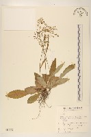 刀傷草藏品圖，第1張