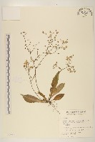 刀傷草藏品圖，第1張