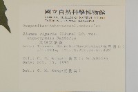 大頭艾納香藏品圖，第2張