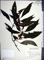 角桐草、台灣半蒴苣苔藏品圖，第1張