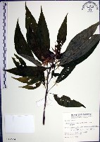 角桐草、台灣半蒴苣苔藏品圖，第1張