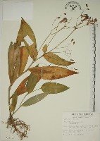 臺灣油點草藏品圖，第1張