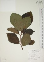 牛乳榕藏品圖，第1張