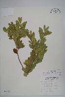 琉球黃楊藏品圖，第1張