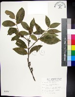 革葉羊角扭、細脈榖木藏品圖，第1張