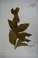 草野氏冬青藏品圖，第1張